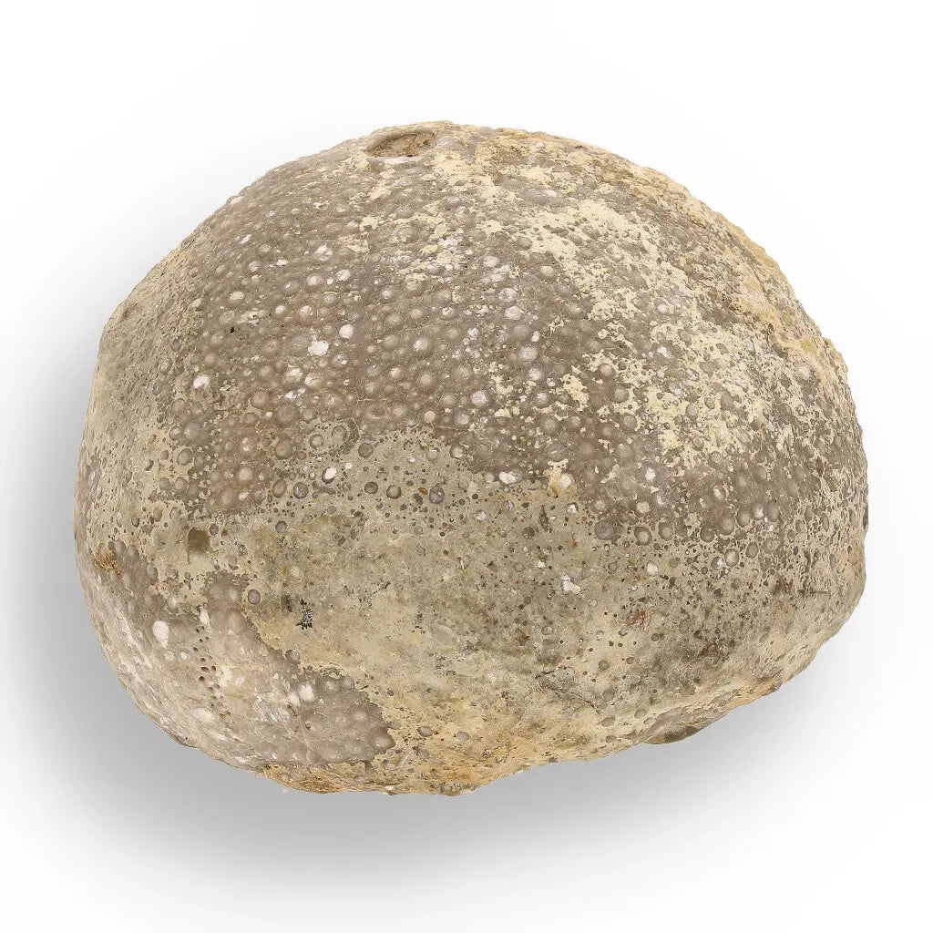 Get your Space & Earth Fossil Gift Box – Meteorite, Trilobite & Sea Urchin online now or in store at Forever Gems in Franschhoek, South Africa