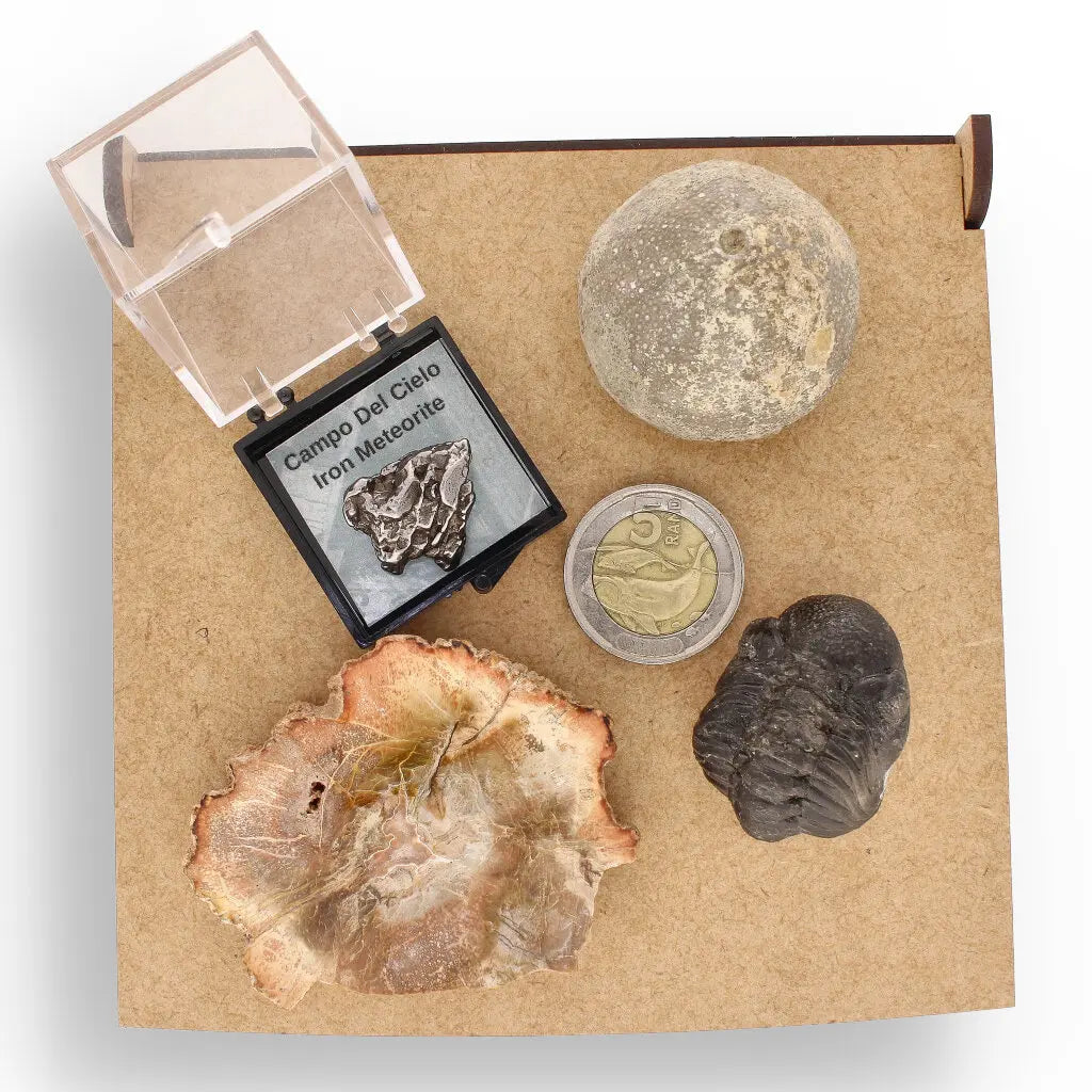 Get your Space & Earth Fossil Gift Box – Meteorite, Trilobite & Sea Urchin online now or in store at Forever Gems in Franschhoek, South Africa