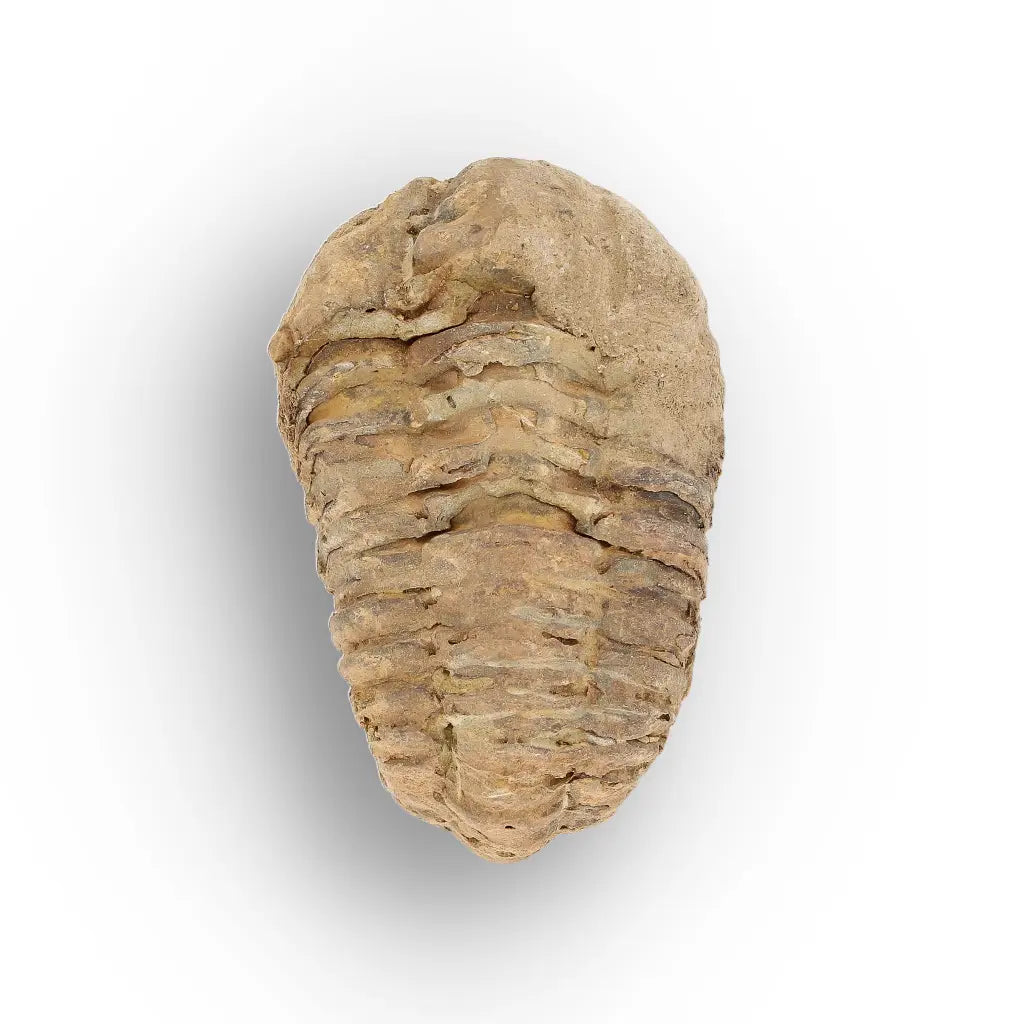 Get your Small Ordovician Trilobite Fossil from Morocco online now or in store at Forever Gems in Franschhoek, South Africa