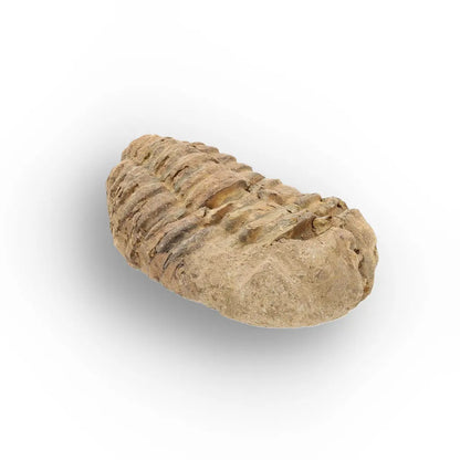 Get your Small Ordovician Trilobite Fossil from Morocco online now or in store at Forever Gems in Franschhoek, South Africa