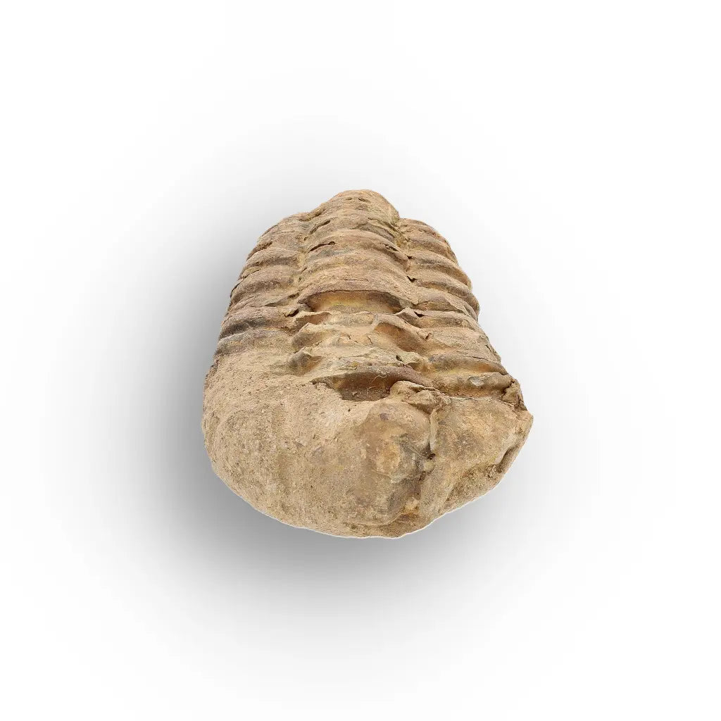 Get your Small Ordovician Trilobite Fossil from Morocco online now or in store at Forever Gems in Franschhoek, South Africa