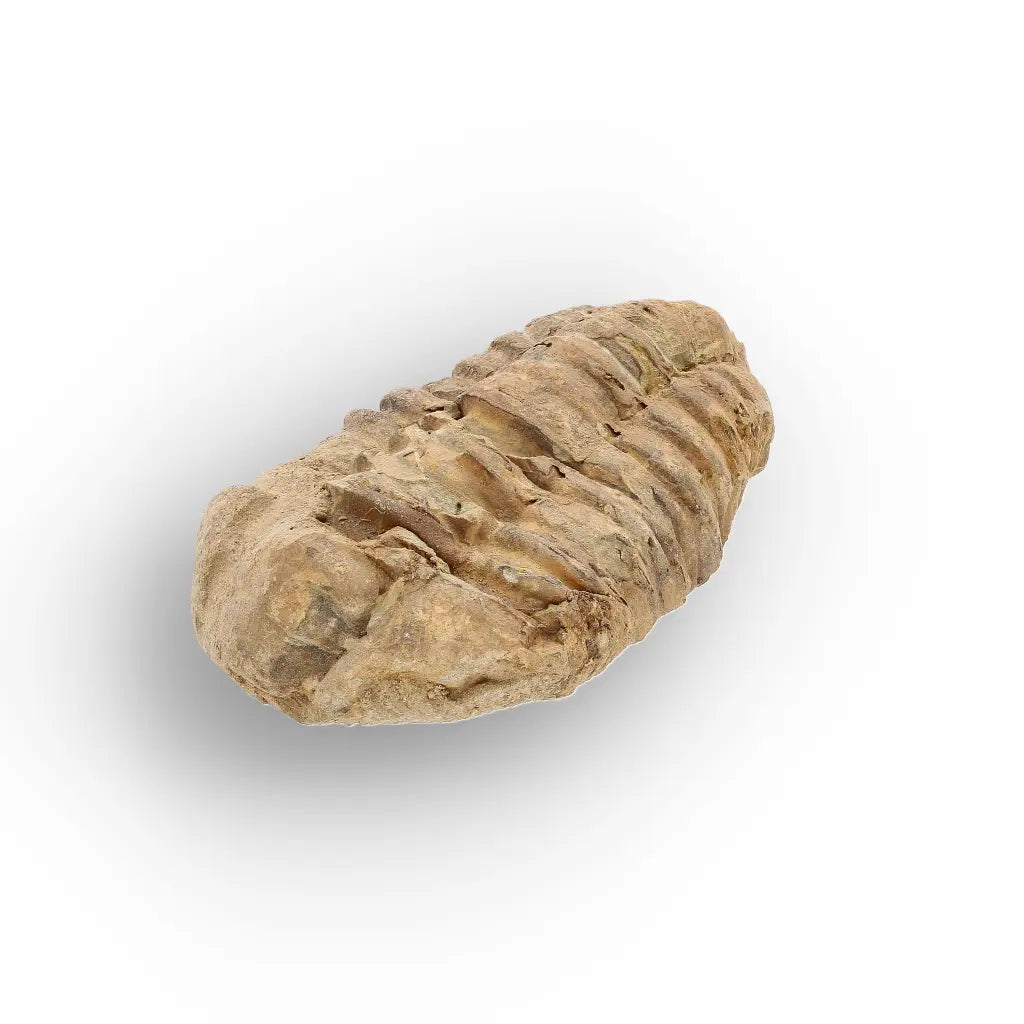Get your Small Ordovician Trilobite Fossil from Morocco online now or in store at Forever Gems in Franschhoek, South Africa