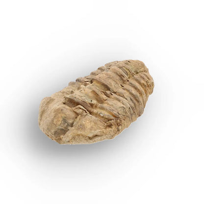 Get your Small Ordovician Trilobite Fossil from Morocco online now or in store at Forever Gems in Franschhoek, South Africa