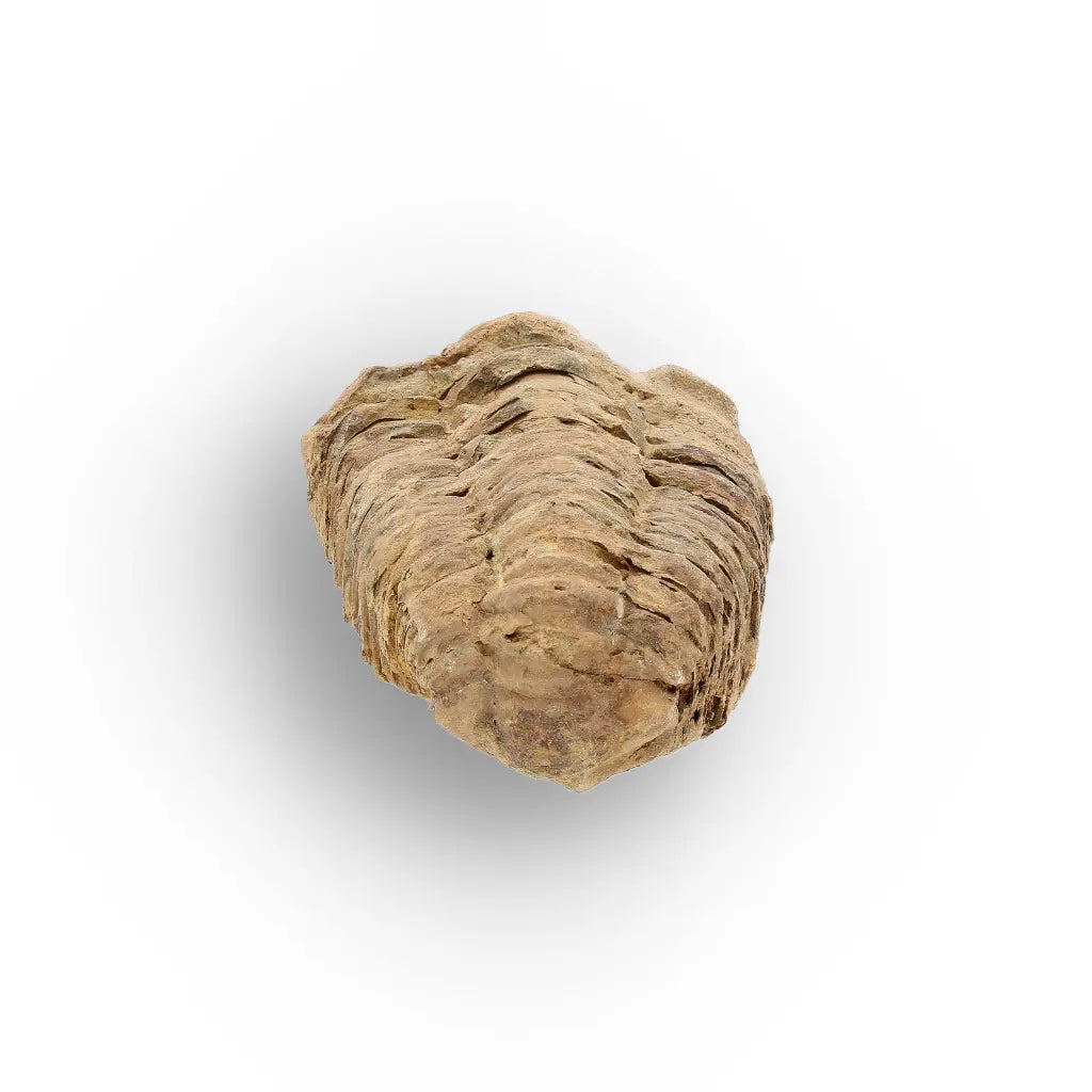 Get your Small Ordovician Trilobite Fossil from Morocco online now or in store at Forever Gems in Franschhoek, South Africa