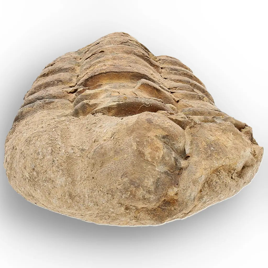 Get your Small Ordovician Trilobite Fossil from Morocco online now or in store at Forever Gems in Franschhoek, South Africa