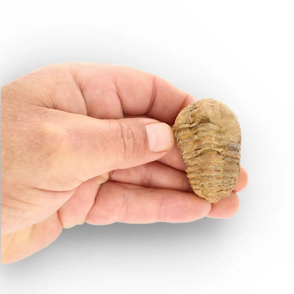 Get your Small Ordovician Trilobite Fossil from Morocco online now or in store at Forever Gems in Franschhoek, South Africa