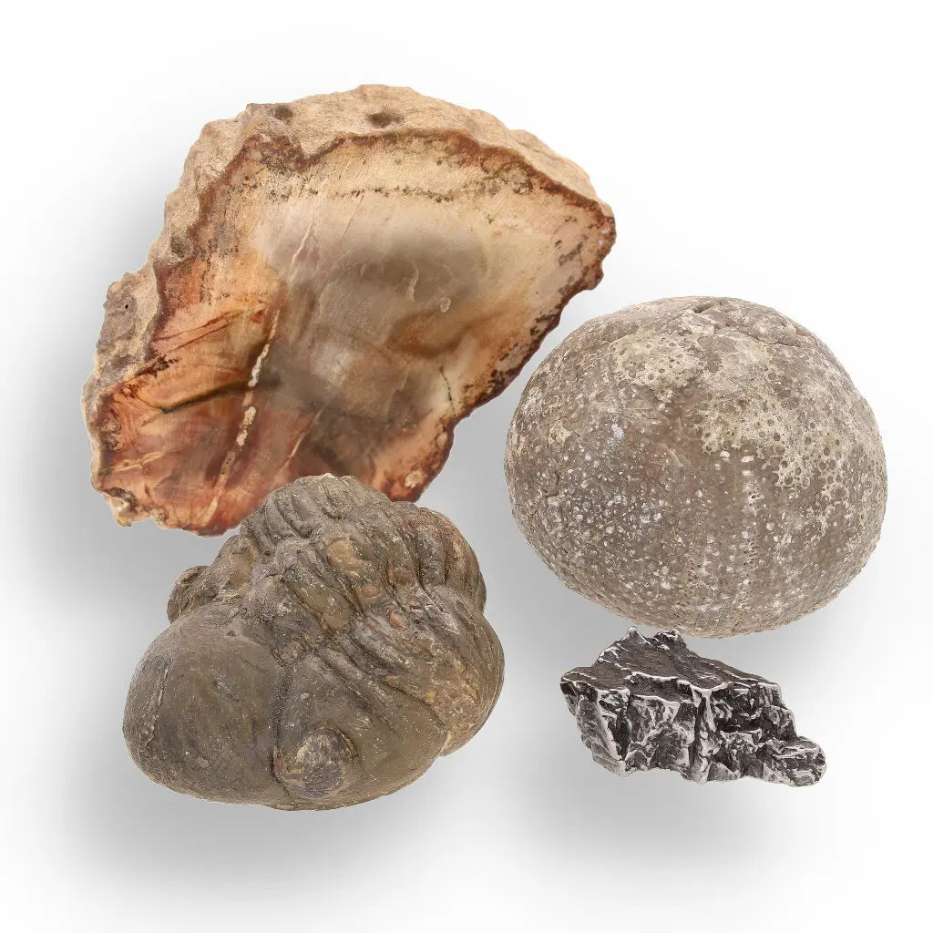 Get your Space & Earth Fossil Gift Box – Meteorite, Trilobite & Sea Urchin online now or in store at Forever Gems in Franschhoek, South Africa