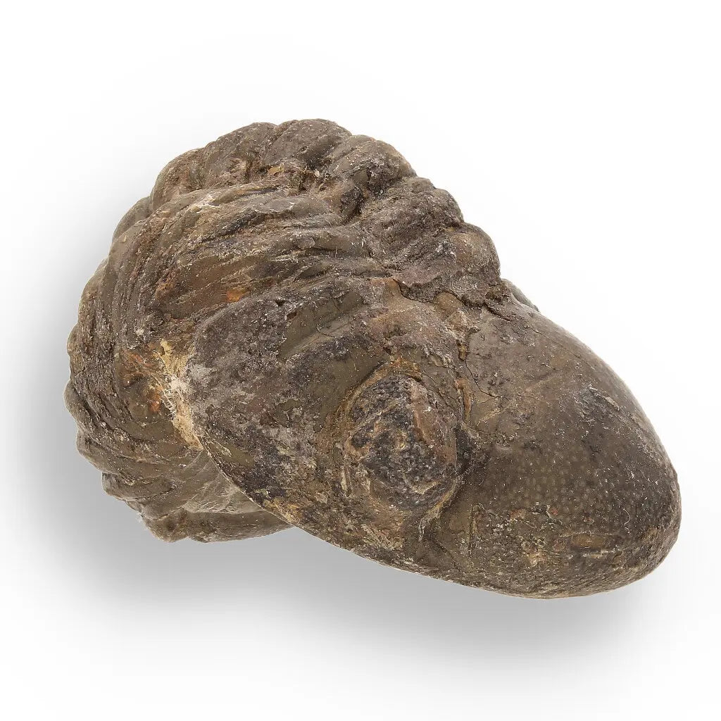 Get your Space & Earth Fossil Gift Box – Meteorite, Trilobite & Sea Urchin online now or in store at Forever Gems in Franschhoek, South Africa