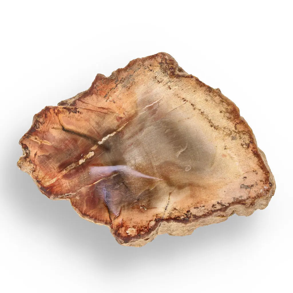 Get your Space & Earth Fossil Gift Box – Meteorite, Trilobite & Sea Urchin online now or in store at Forever Gems in Franschhoek, South Africa