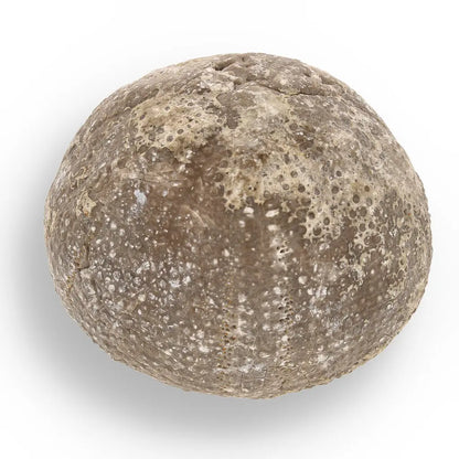 Get your Space & Earth Fossil Gift Box – Meteorite, Trilobite & Sea Urchin online now or in store at Forever Gems in Franschhoek, South Africa