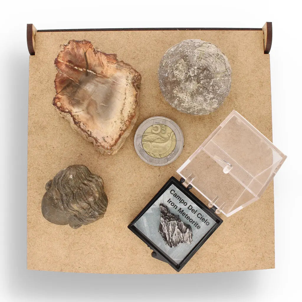 Get your Space & Earth Fossil Gift Box – Meteorite, Trilobite & Sea Urchin online now or in store at Forever Gems in Franschhoek, South Africa