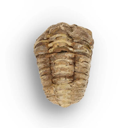 Get your Small Fossilised Calymene Trilobite online now or in store at Forever Gems in Franschhoek, South Africa