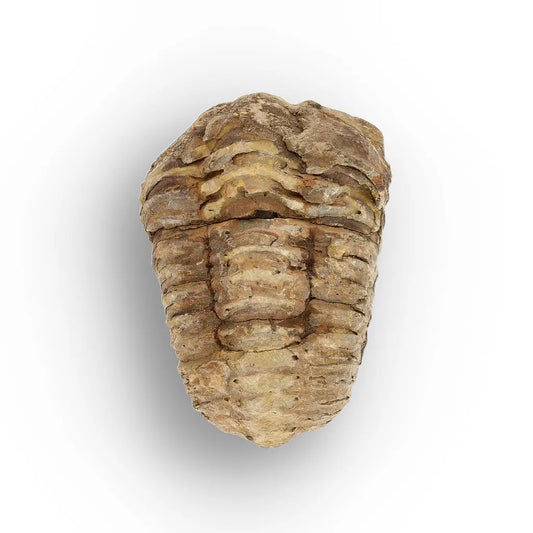 Get your Small Fossilised Calymene Trilobite online now or in store at Forever Gems in Franschhoek, South Africa