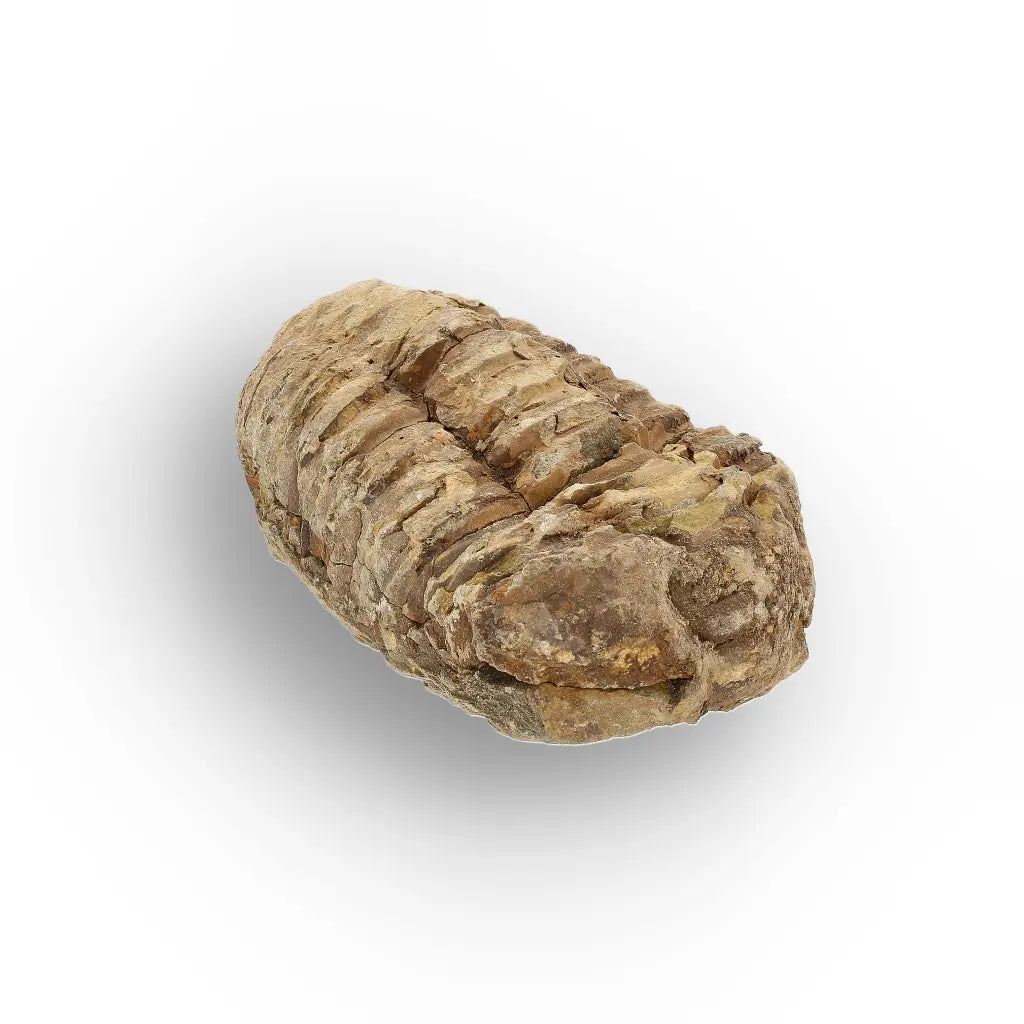 Get your Small Fossilised Calymene Trilobite online now or in store at Forever Gems in Franschhoek, South Africa