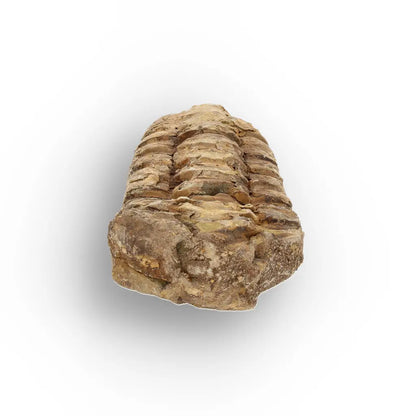 Get your Small Fossilised Calymene Trilobite online now or in store at Forever Gems in Franschhoek, South Africa