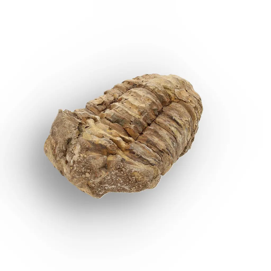 Get your Small Fossilised Calymene Trilobite online now or in store at Forever Gems in Franschhoek, South Africa