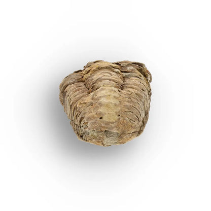 Get your Small Fossilised Calymene Trilobite online now or in store at Forever Gems in Franschhoek, South Africa