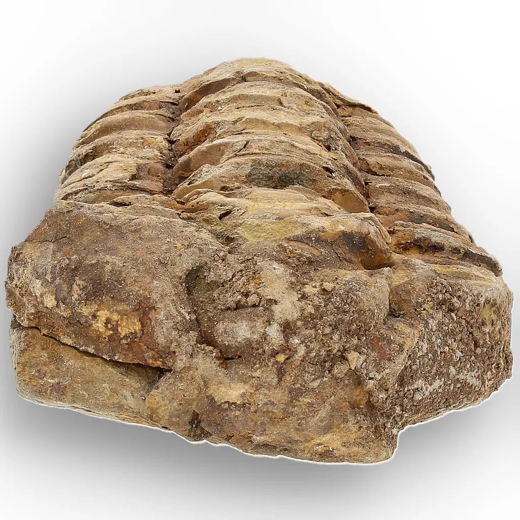 Get your Small Fossilised Calymene Trilobite online now or in store at Forever Gems in Franschhoek, South Africa