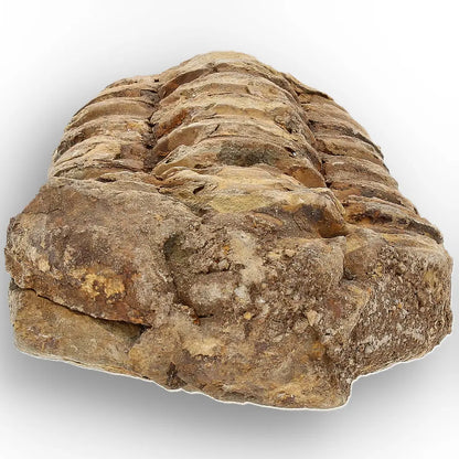 Get your Small Fossilised Calymene Trilobite online now or in store at Forever Gems in Franschhoek, South Africa