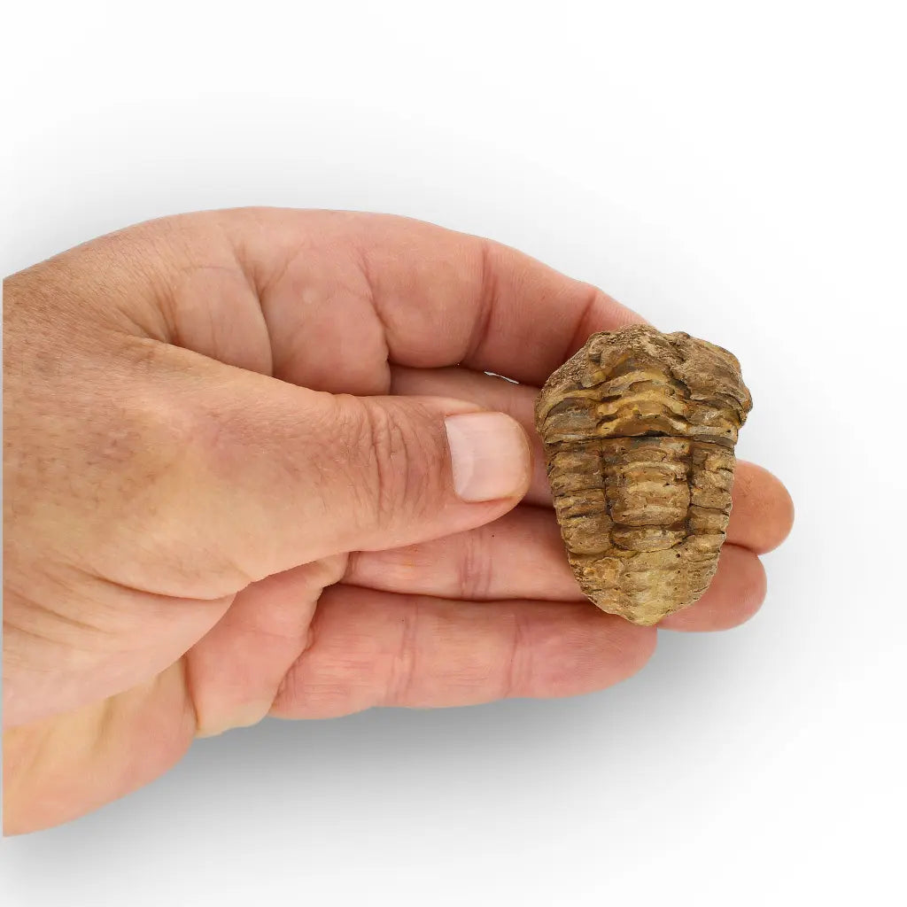 Get your Small Fossilised Calymene Trilobite online now or in store at Forever Gems in Franschhoek, South Africa