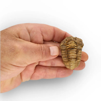 Get your Small Fossilised Calymene Trilobite online now or in store at Forever Gems in Franschhoek, South Africa
