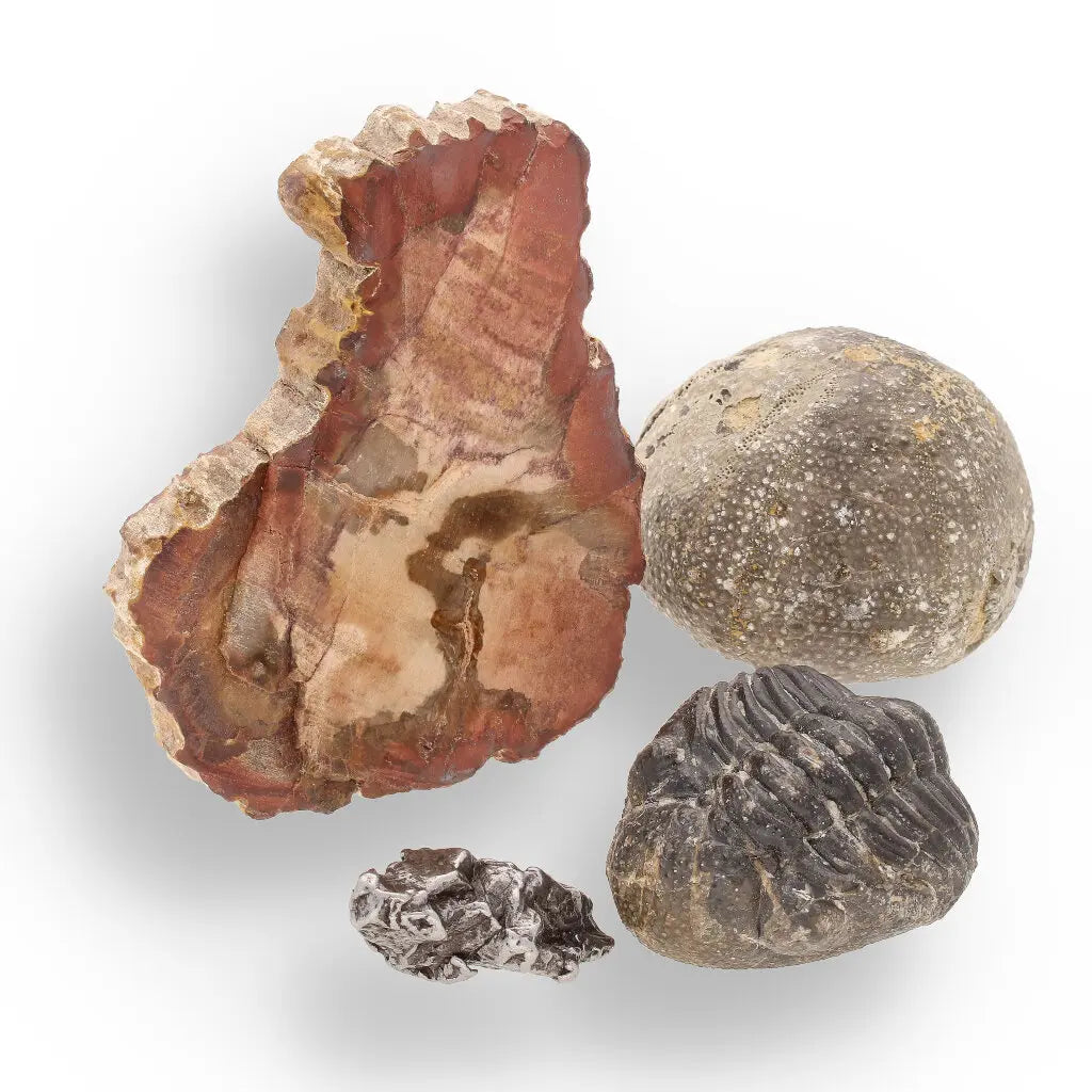 Get your Space & Earth Fossil Gift Box – Meteorite, Trilobite & Sea Urchin online now or in store at Forever Gems in Franschhoek, South Africa
