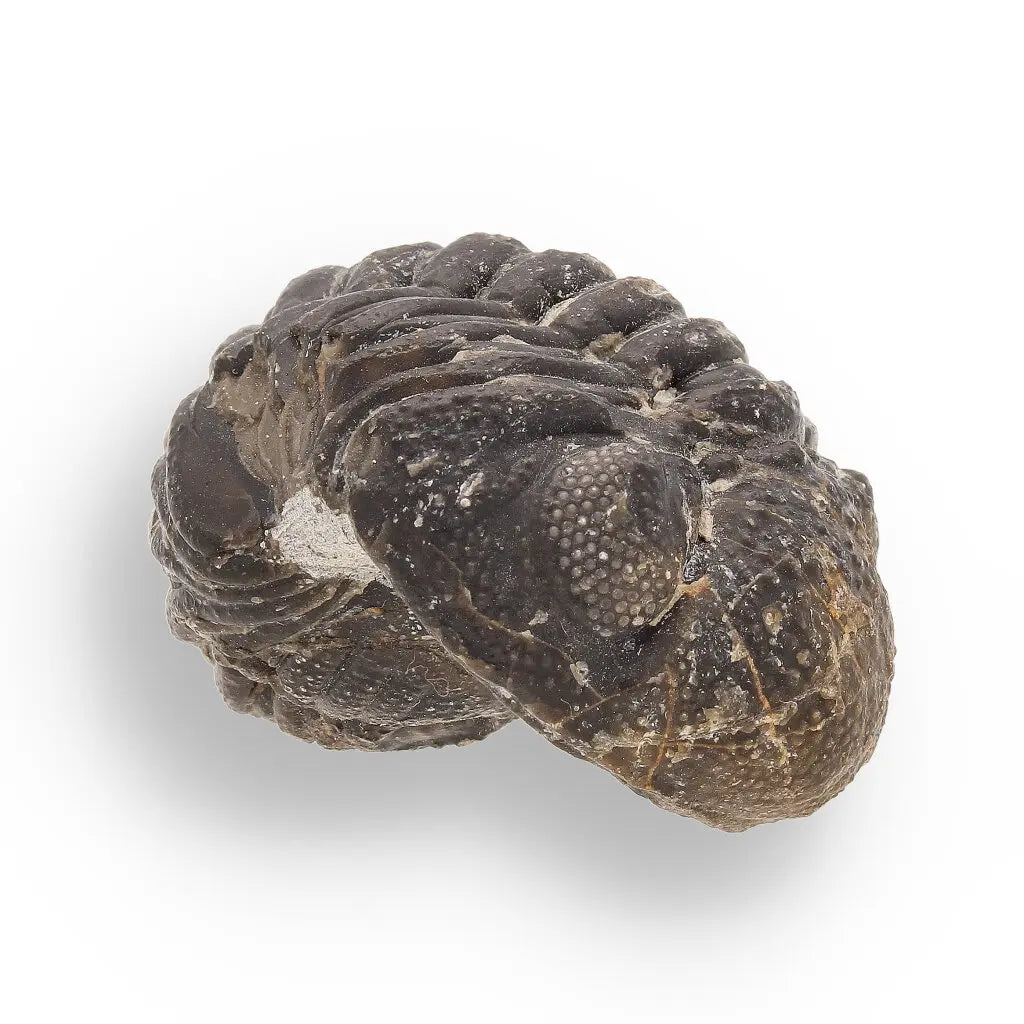 Get your Space & Earth Fossil Gift Box – Meteorite, Trilobite & Sea Urchin online now or in store at Forever Gems in Franschhoek, South Africa