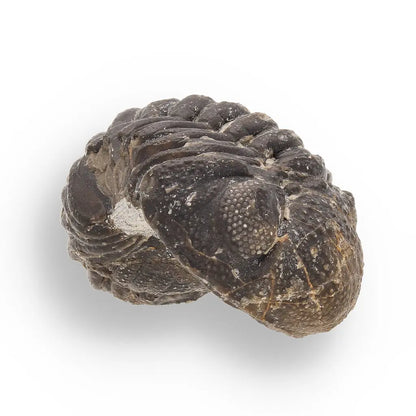 Get your Space & Earth Fossil Gift Box – Meteorite, Trilobite & Sea Urchin online now or in store at Forever Gems in Franschhoek, South Africa