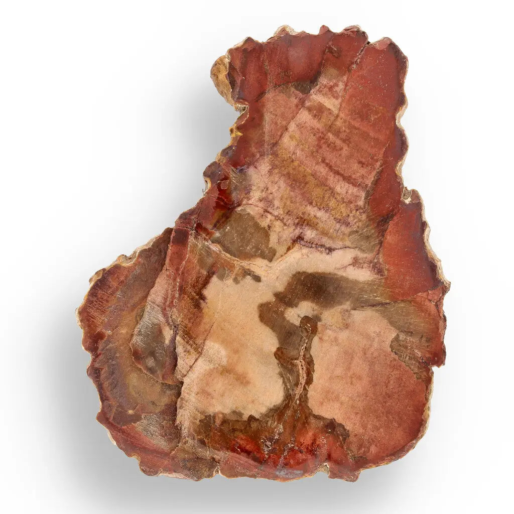 Get your Space & Earth Fossil Gift Box – Meteorite, Trilobite & Sea Urchin online now or in store at Forever Gems in Franschhoek, South Africa