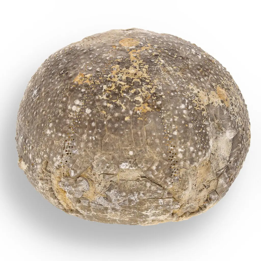 Get your Space & Earth Fossil Gift Box – Meteorite, Trilobite & Sea Urchin online now or in store at Forever Gems in Franschhoek, South Africa