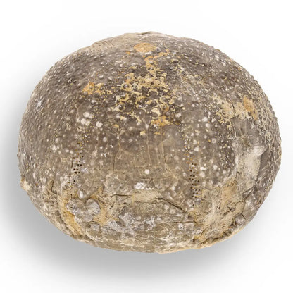 Get your Space & Earth Fossil Gift Box – Meteorite, Trilobite & Sea Urchin online now or in store at Forever Gems in Franschhoek, South Africa