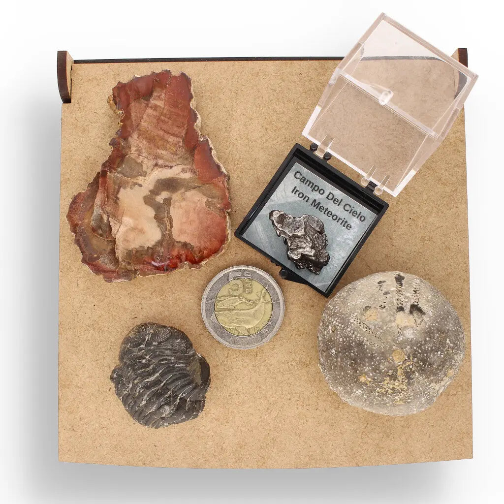Get your Space & Earth Fossil Gift Box – Meteorite, Trilobite & Sea Urchin online now or in store at Forever Gems in Franschhoek, South Africa