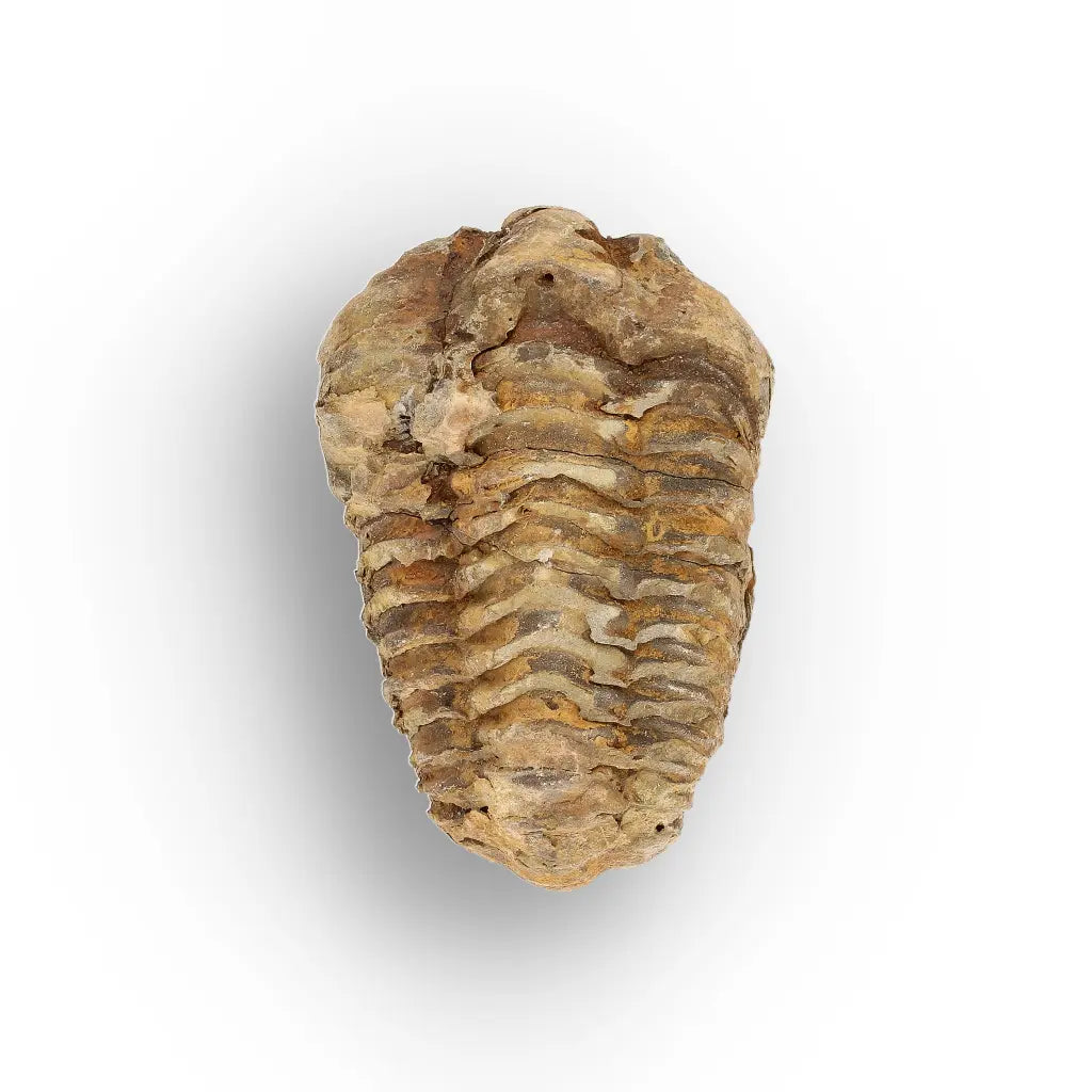 Get your Small Anti-Atlas Trilobite Fossil online now or in store at Forever Gems in Franschhoek, South Africa