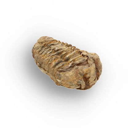 Get your Small Anti-Atlas Trilobite Fossil online now or in store at Forever Gems in Franschhoek, South Africa