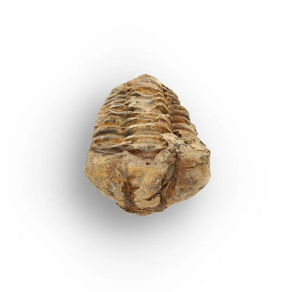 Get your Small Anti-Atlas Trilobite Fossil online now or in store at Forever Gems in Franschhoek, South Africa