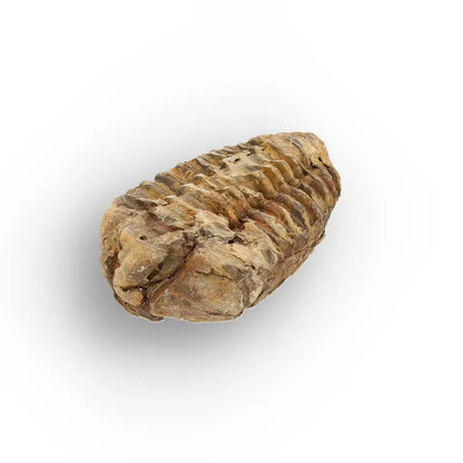 Get your Small Anti-Atlas Trilobite Fossil online now or in store at Forever Gems in Franschhoek, South Africa