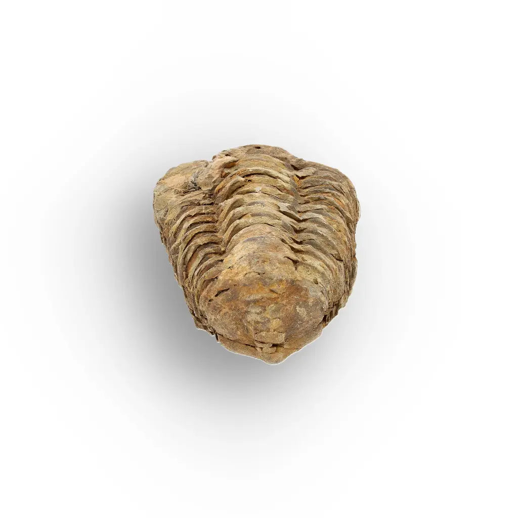 Get your Small Anti-Atlas Trilobite Fossil online now or in store at Forever Gems in Franschhoek, South Africa