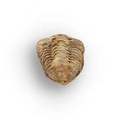 Get your Small Anti-Atlas Trilobite Fossil online now or in store at Forever Gems in Franschhoek, South Africa