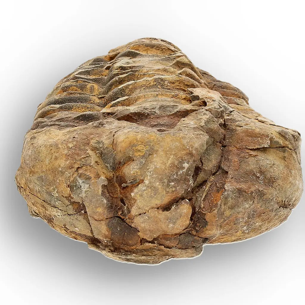 Get your Small Anti-Atlas Trilobite Fossil online now or in store at Forever Gems in Franschhoek, South Africa