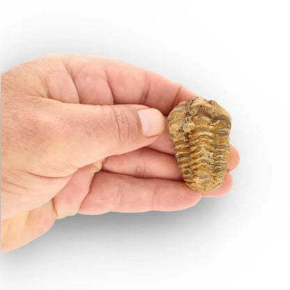 Get your Small Anti-Atlas Trilobite Fossil online now or in store at Forever Gems in Franschhoek, South Africa