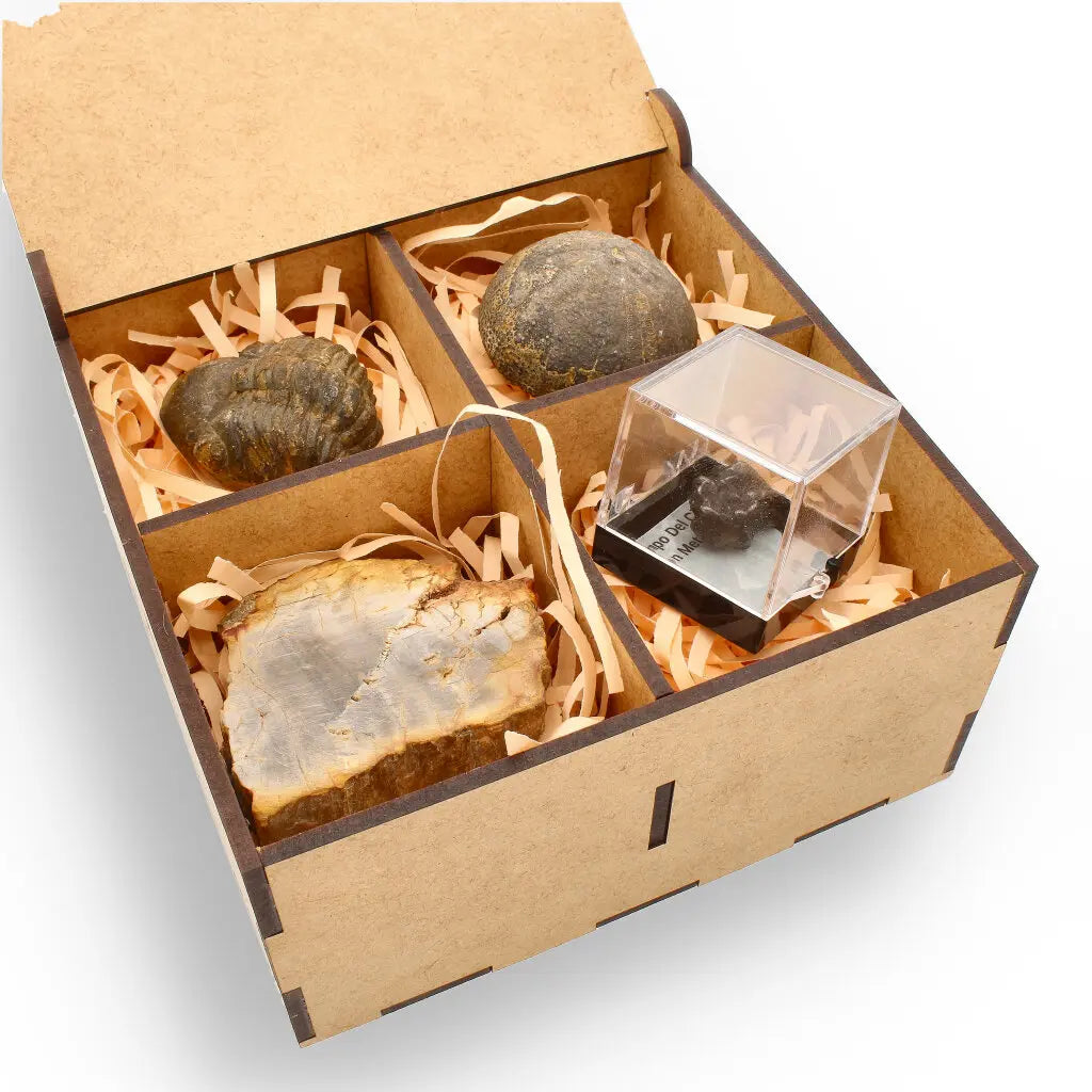 Get your Space & Earth Fossil Gift Box – Meteorite, Trilobite & Sea Urchin online now or in store at Forever Gems in Franschhoek, South Africa