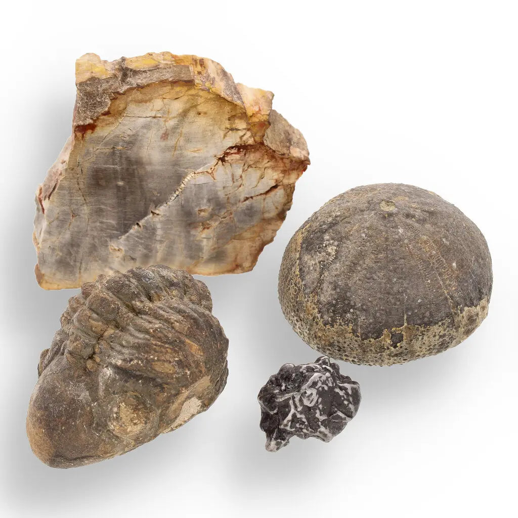Get your Space & Earth Fossil Gift Box – Meteorite, Trilobite & Sea Urchin online now or in store at Forever Gems in Franschhoek, South Africa