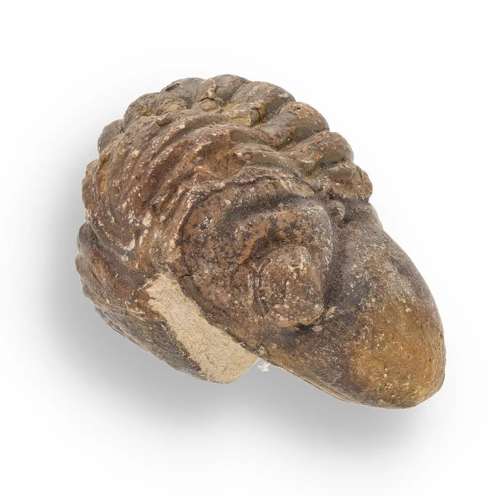 Get your Space & Earth Fossil Gift Box – Meteorite, Trilobite & Sea Urchin online now or in store at Forever Gems in Franschhoek, South Africa