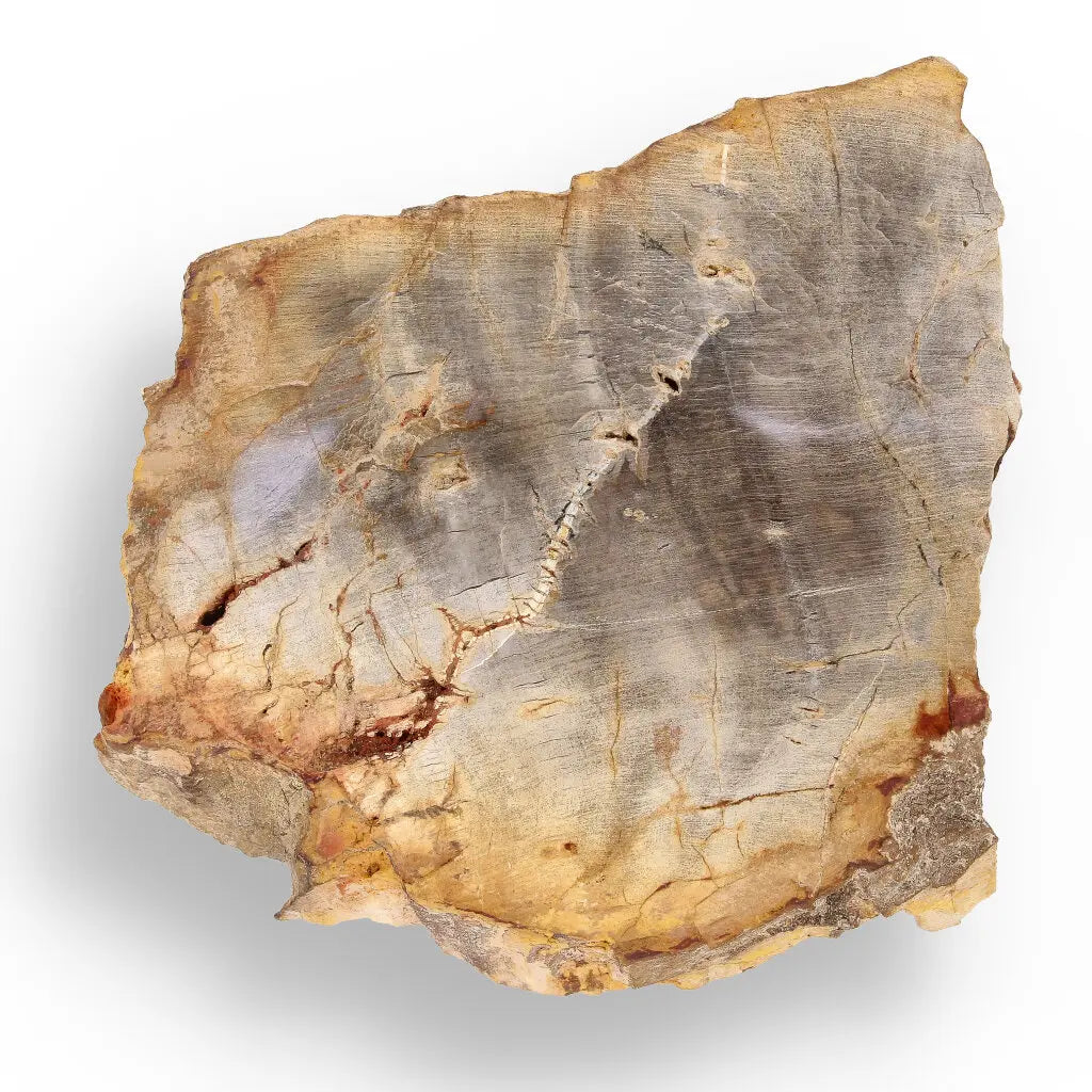 Get your Space & Earth Fossil Gift Box – Meteorite, Trilobite & Sea Urchin online now or in store at Forever Gems in Franschhoek, South Africa