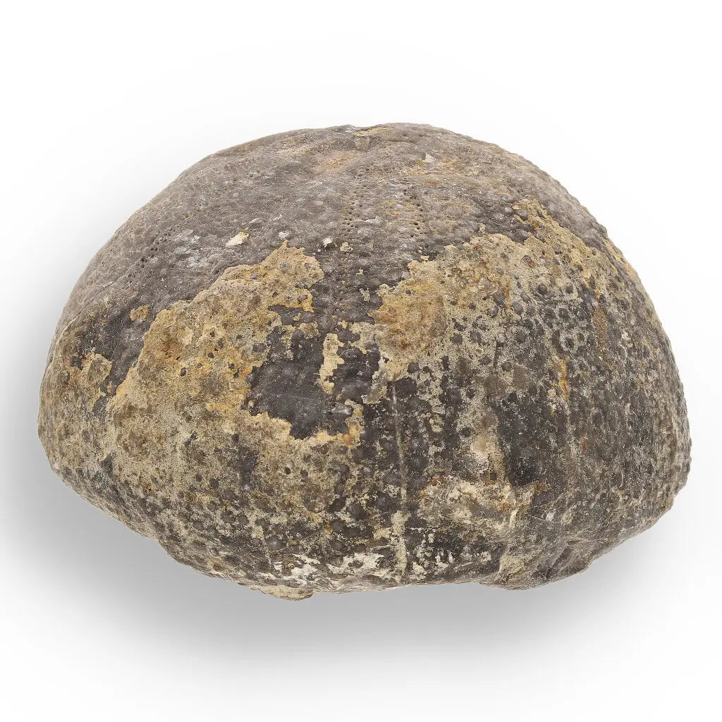 Get your Space & Earth Fossil Gift Box – Meteorite, Trilobite & Sea Urchin online now or in store at Forever Gems in Franschhoek, South Africa