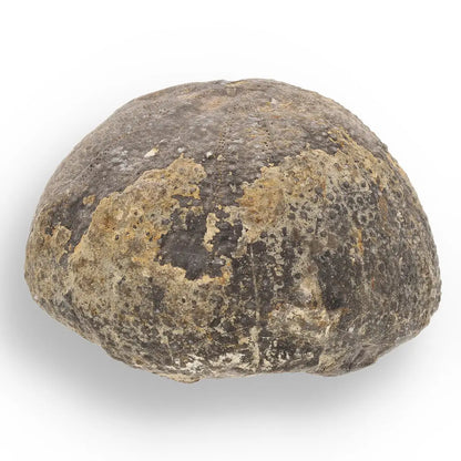 Get your Space & Earth Fossil Gift Box – Meteorite, Trilobite & Sea Urchin online now or in store at Forever Gems in Franschhoek, South Africa