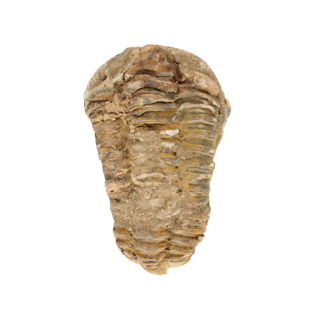 Authentic Small Calymene Trilobite Fossil from Morocco