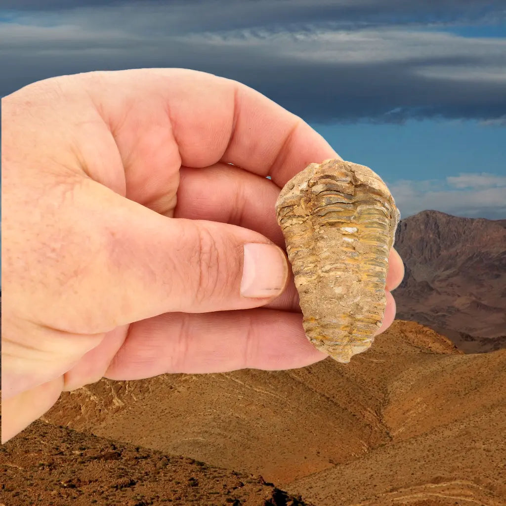 Authentic Small Calymene Trilobite Fossil from Morocco