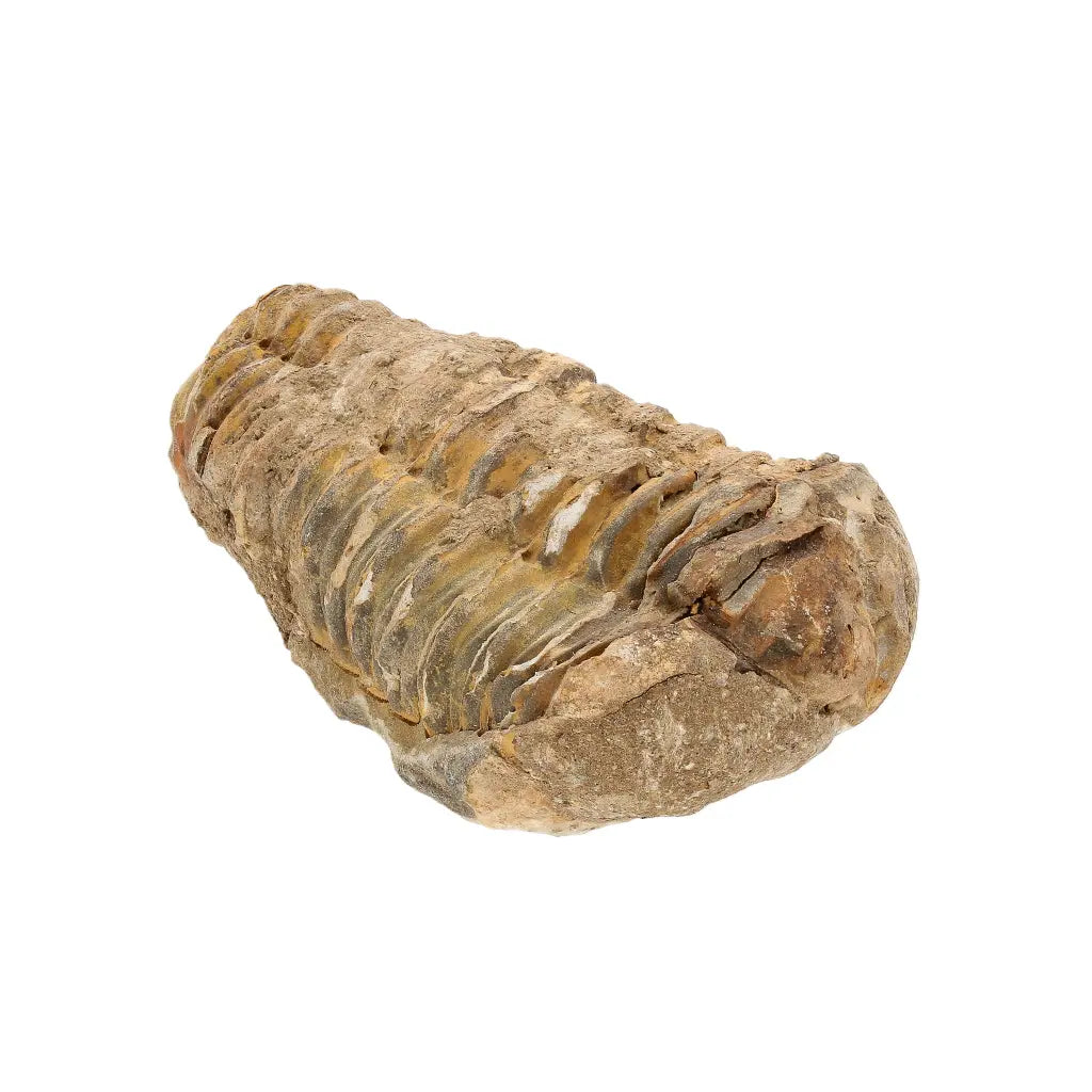 Authentic Small Calymene Trilobite Fossil from Morocco