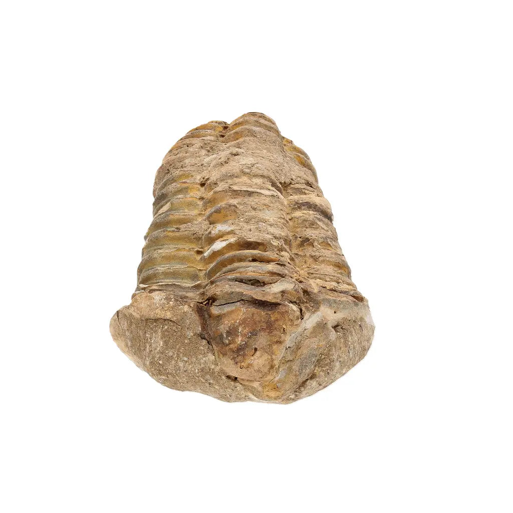 Authentic Small Calymene Trilobite Fossil from Morocco